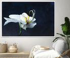 Phalaenopsis blanc by Jocelyne Maucotel on GIANT ART - blue floral