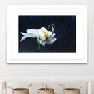 Phalaenopsis blanc by Jocelyne Maucotel on GIANT ART - blue flowers québécois