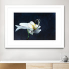 Phalaenopsis blanc by Jocelyne Maucotel on GIANT ART - blue flowers québécois
