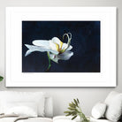 Phalaenopsis blanc by Jocelyne Maucotel on GIANT ART - blue flowers québécois