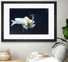 Phalaenopsis blanc by Jocelyne Maucotel on GIANT ART - blue flowers québécois
