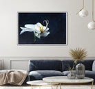 Phalaenopsis blanc by Jocelyne Maucotel on GIANT ART - blue floral