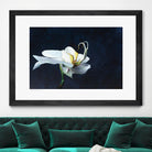 Phalaenopsis blanc by Jocelyne Maucotel on GIANT ART - blue flowers québécois