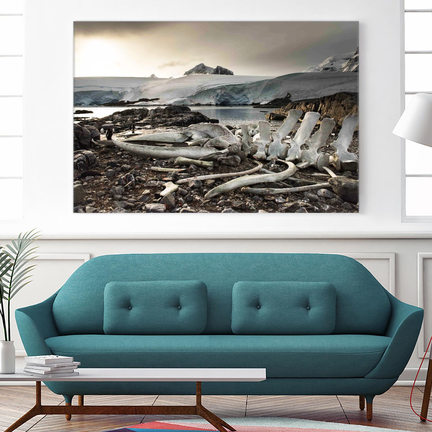 Whale skeleton at Jougla point, Antarctica by Nick Jackson on GIANT ART - grey photo art