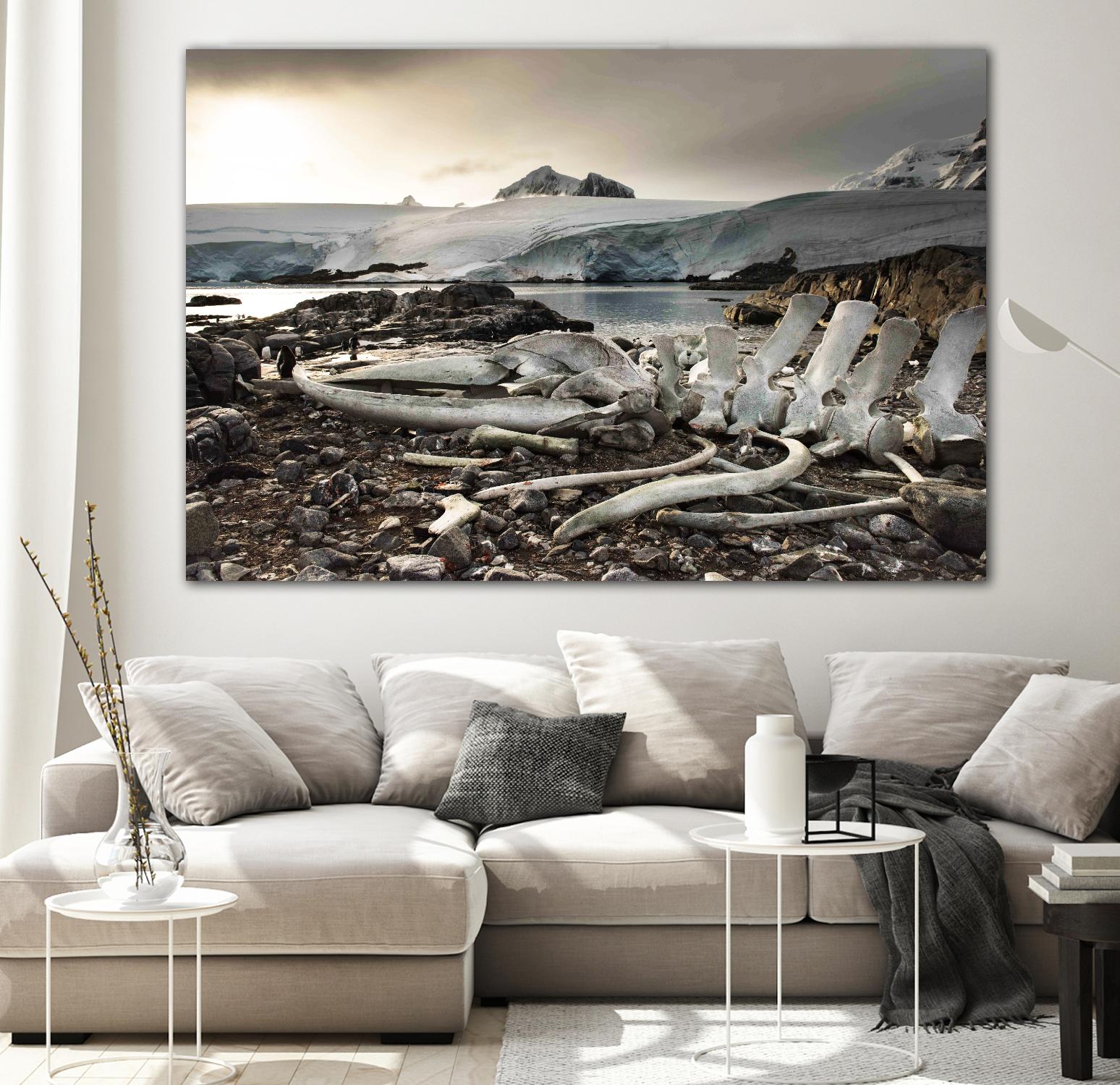 Whale skeleton at Jougla point, Antarctica by Nick Jackson on GIANT ART - grey photo art