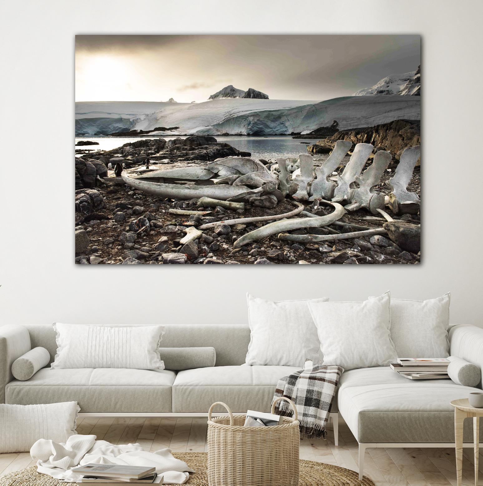 Whale skeleton at Jougla point, Antarctica by Nick Jackson on GIANT ART - grey photo art