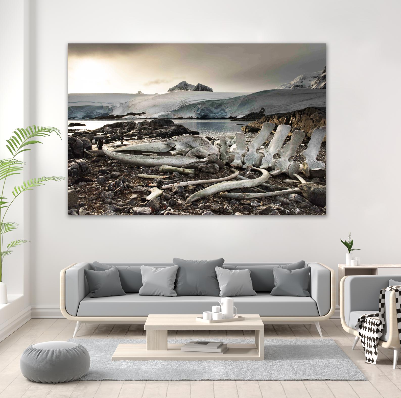 Whale skeleton at Jougla point, Antarctica by Nick Jackson on GIANT ART - grey photo art