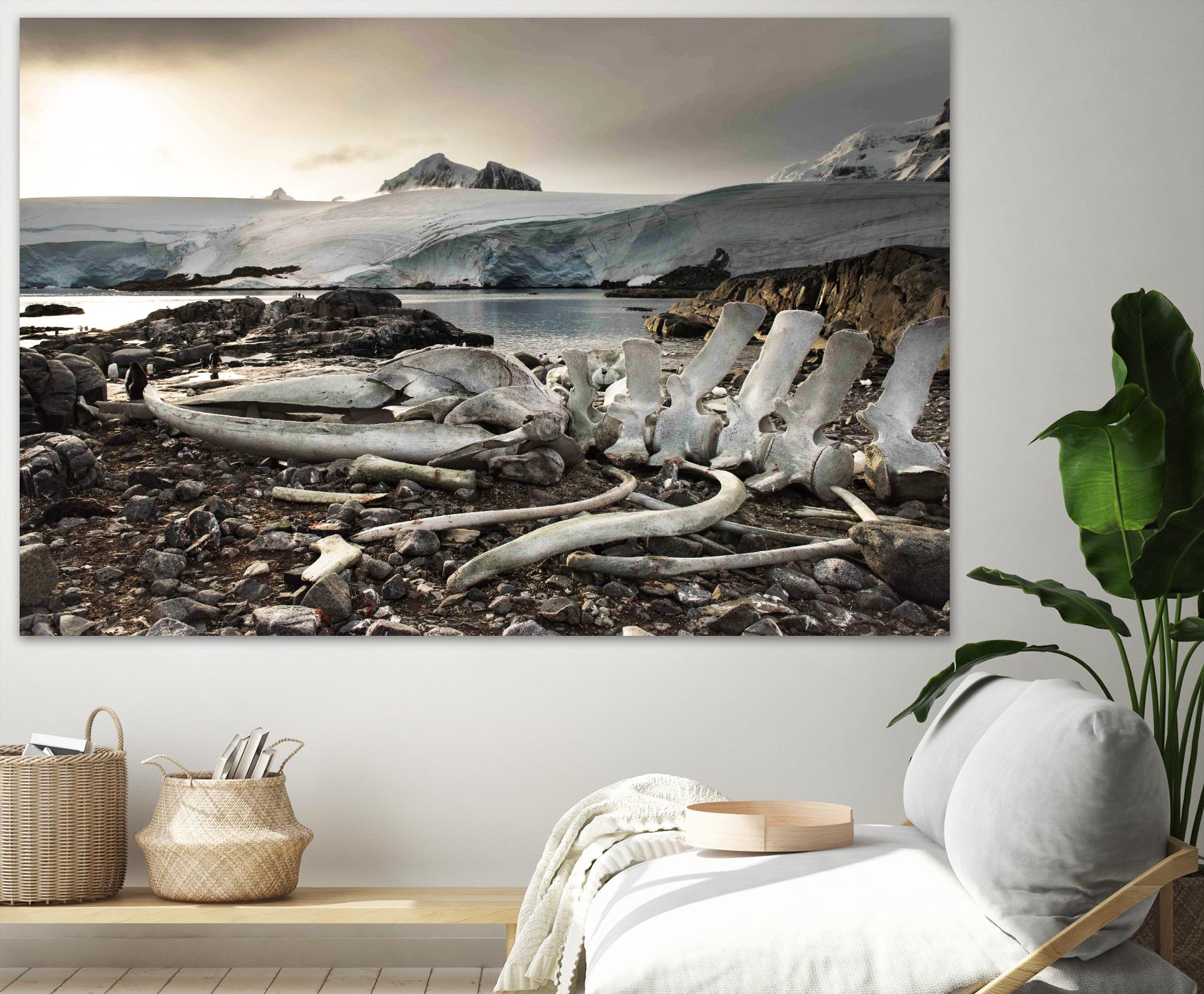 Whale skeleton at Jougla point, Antarctica by Nick Jackson on GIANT ART - grey photo art