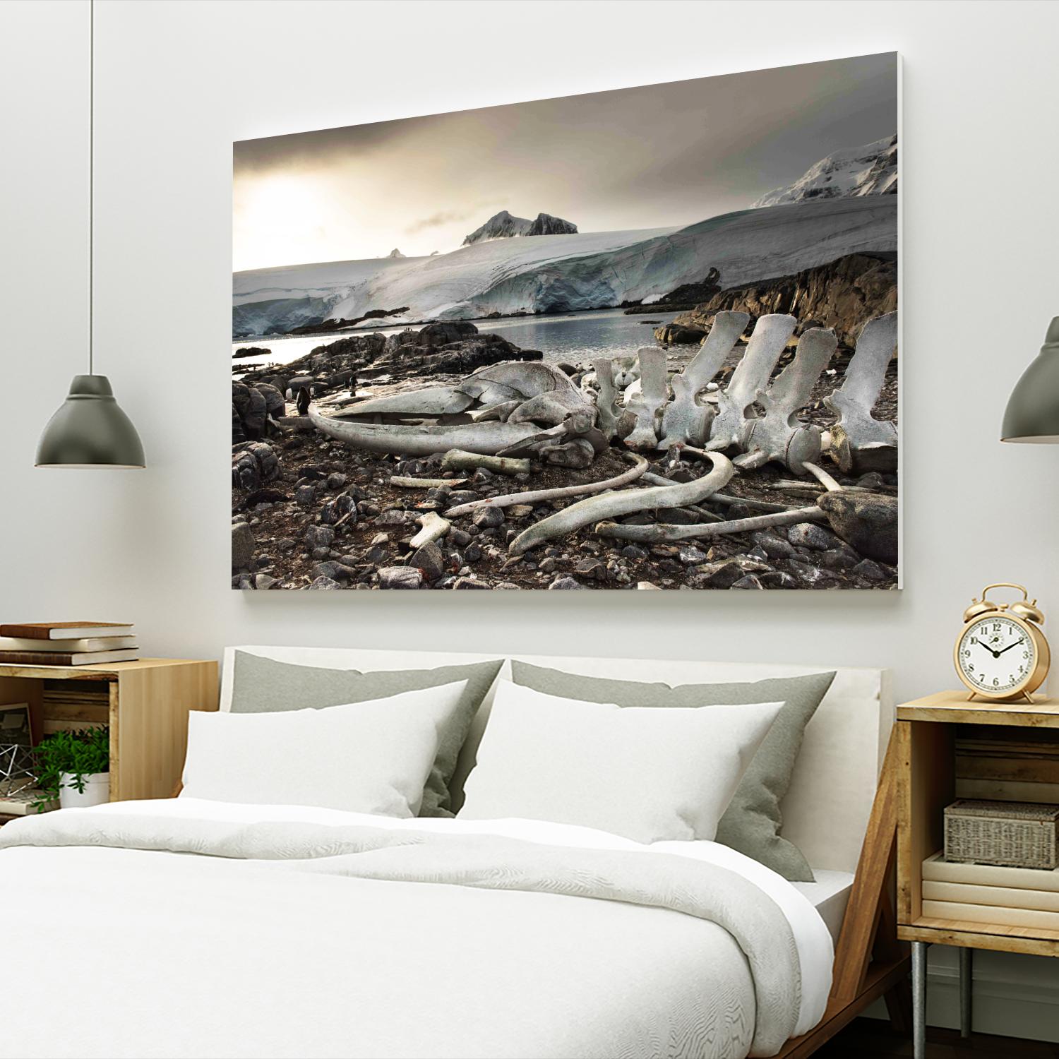 Whale skeleton at Jougla point, Antarctica by Nick Jackson on GIANT ART - grey photo art