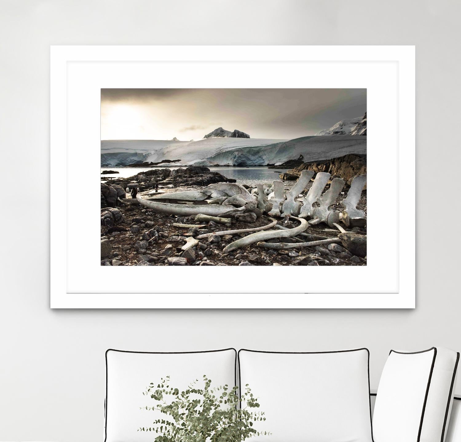 Whale skeleton at Jougla point, Antarctica by Nick Jackson on GIANT ART - grey photo art