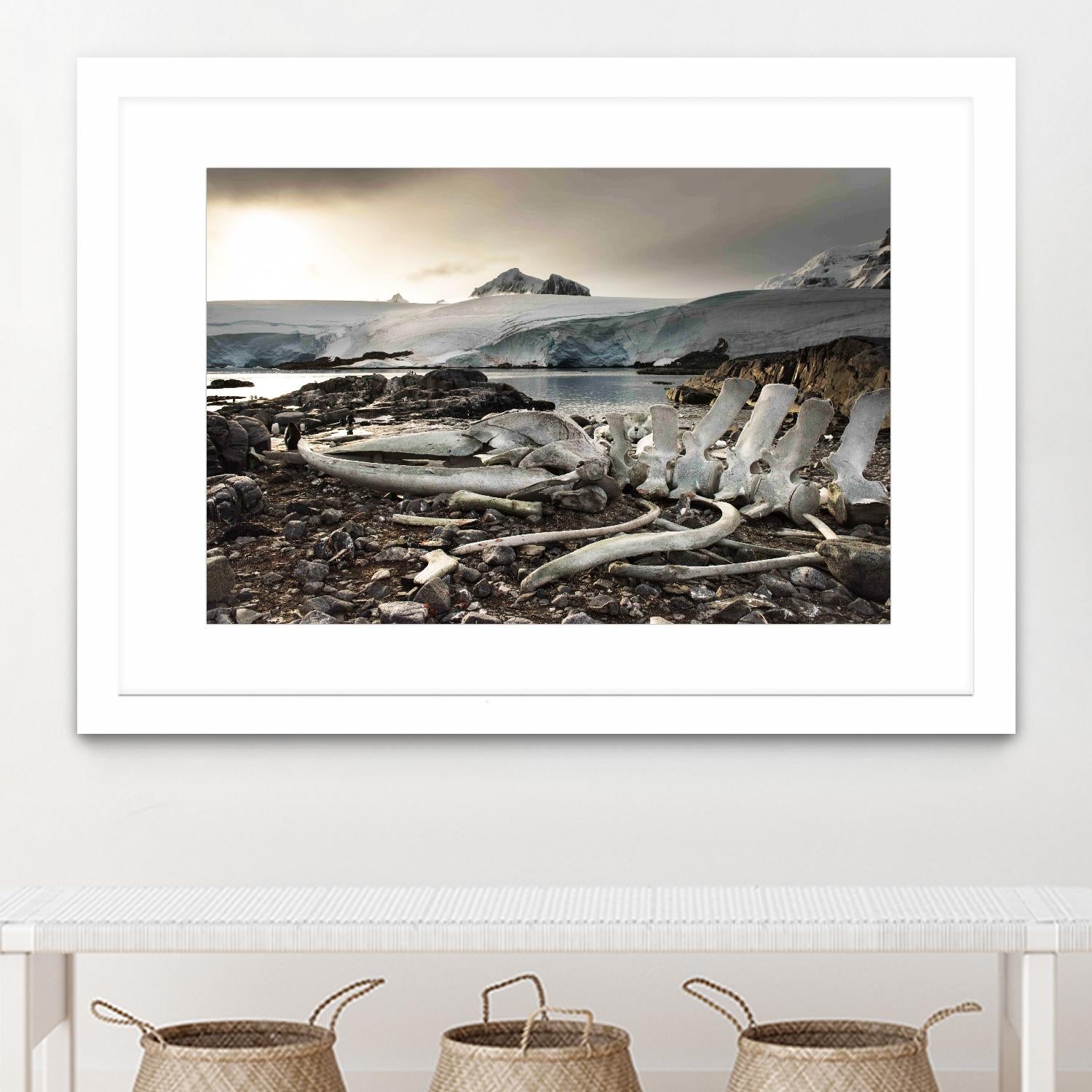 Whale skeleton at Jougla point, Antarctica by Nick Jackson on GIANT ART - grey photo art