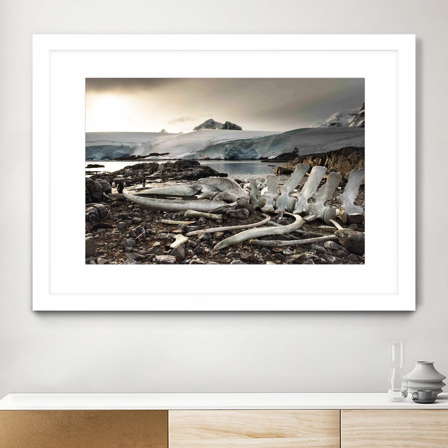 Whale skeleton at Jougla point, Antarctica by Nick Jackson on GIANT ART - grey photo art
