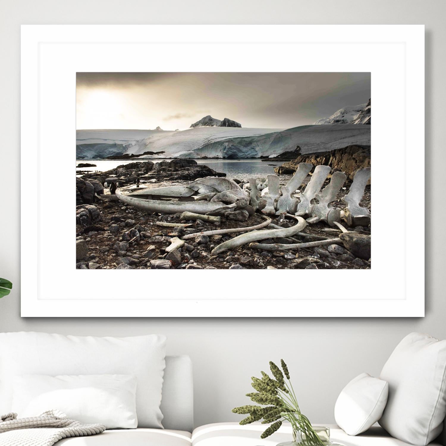 Whale skeleton at Jougla point, Antarctica by Nick Jackson on GIANT ART - grey photo art