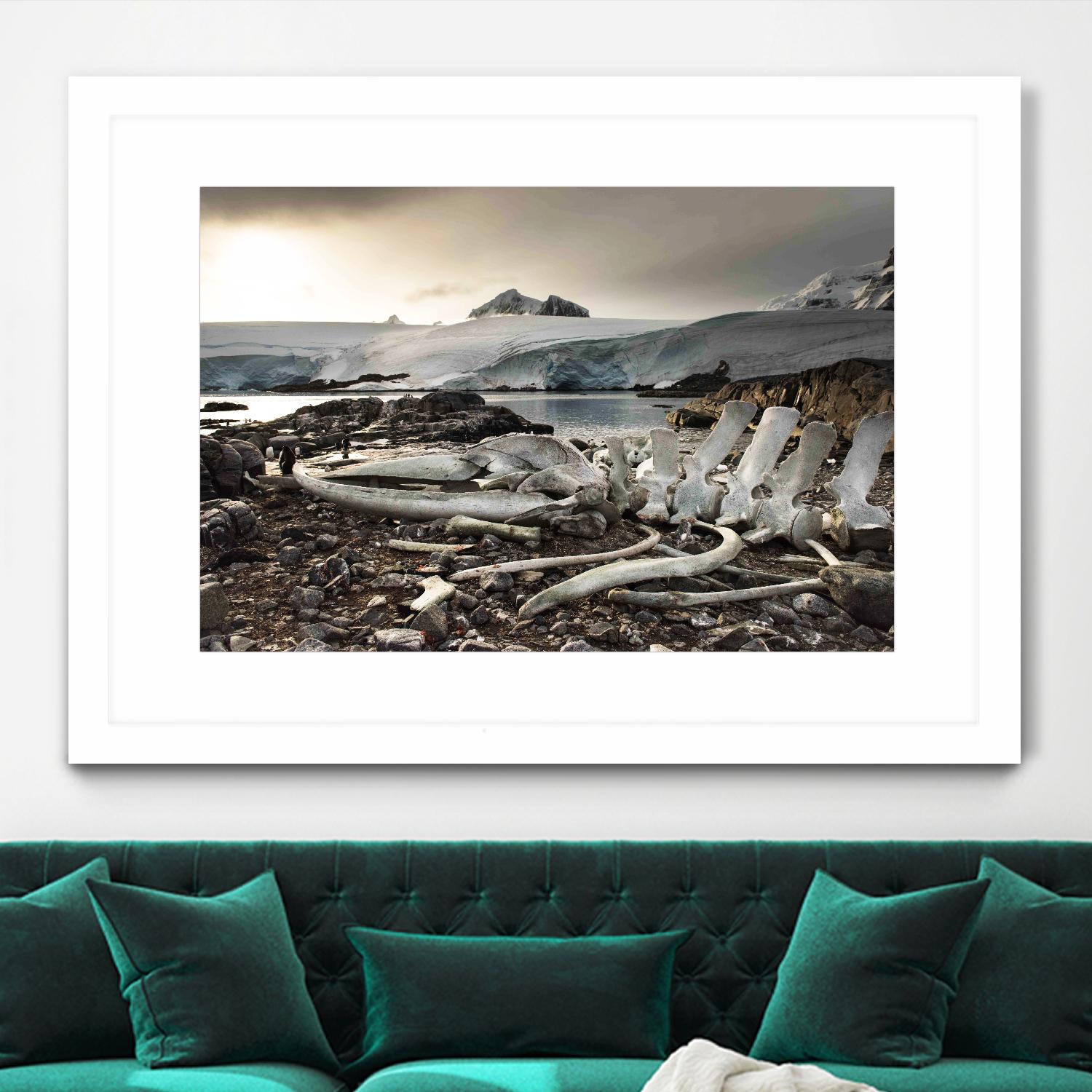 Whale skeleton at Jougla point, Antarctica by Nick Jackson on GIANT ART - grey photo art