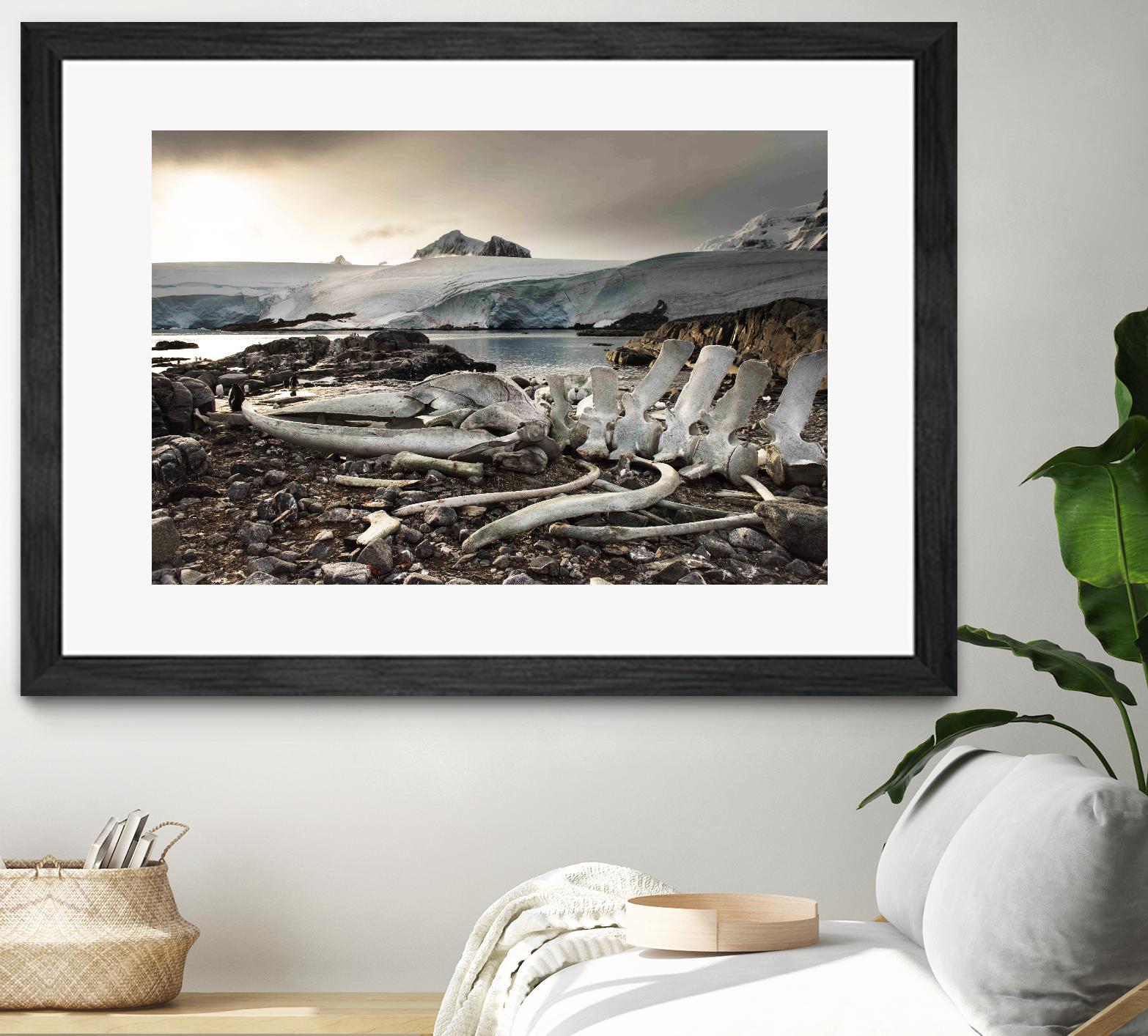 Whale skeleton at Jougla point, Antarctica by Nick Jackson on GIANT ART - grey photo art