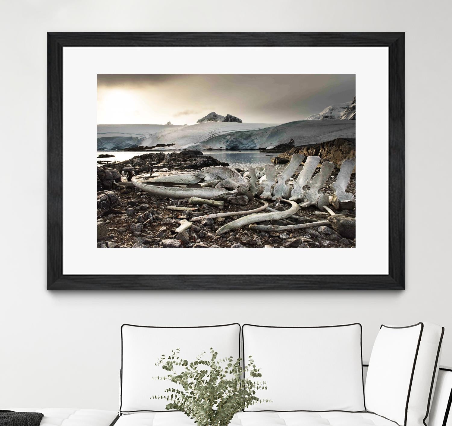 Whale skeleton at Jougla point, Antarctica by Nick Jackson on GIANT ART - grey photo art