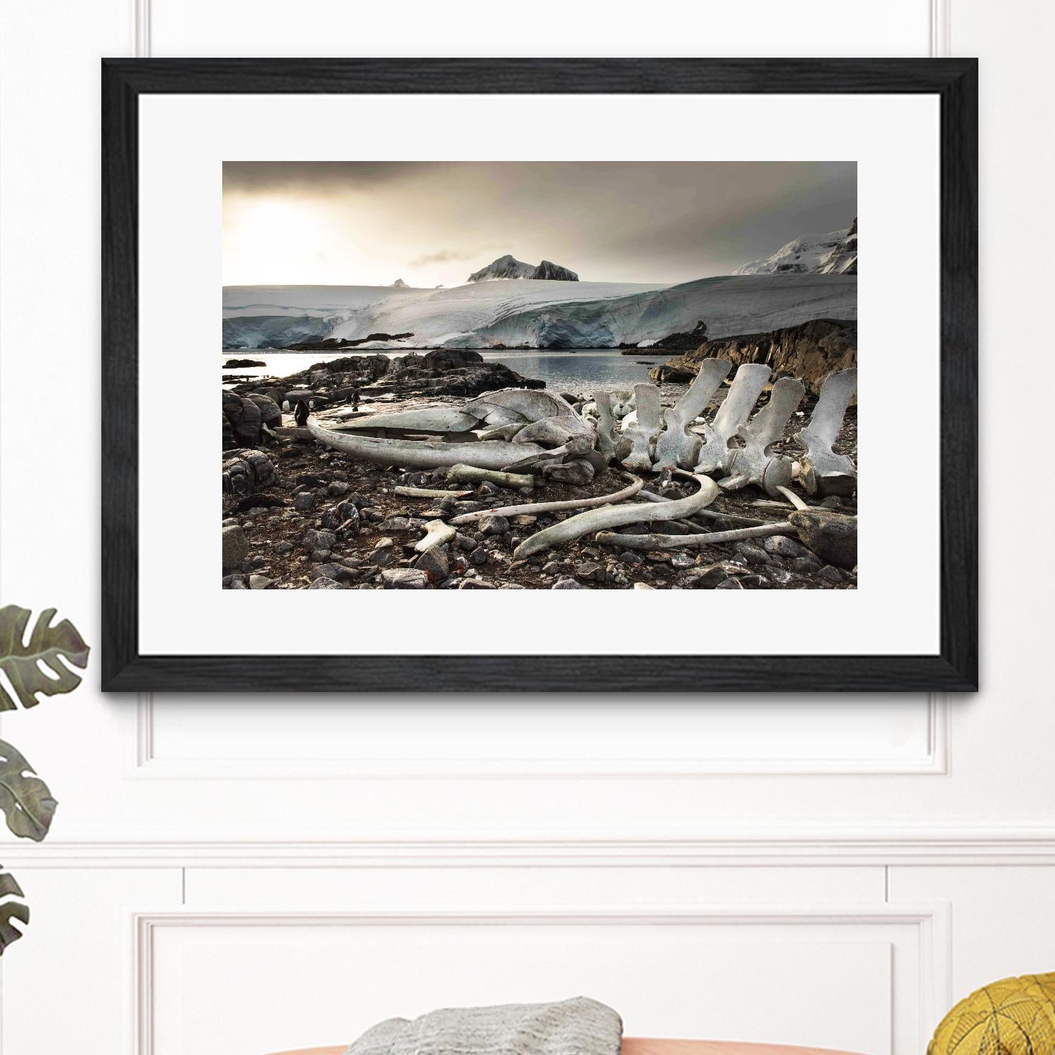Whale skeleton at Jougla point, Antarctica by Nick Jackson on GIANT ART - grey photo art