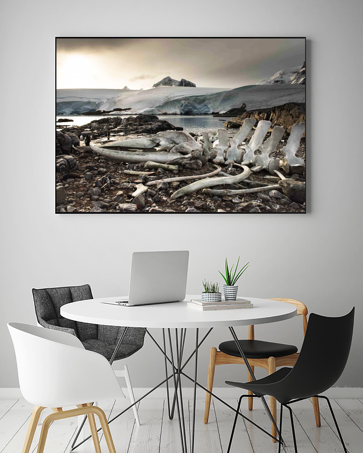 Whale skeleton at Jougla point, Antarctica by Nick Jackson on GIANT ART - grey photo art