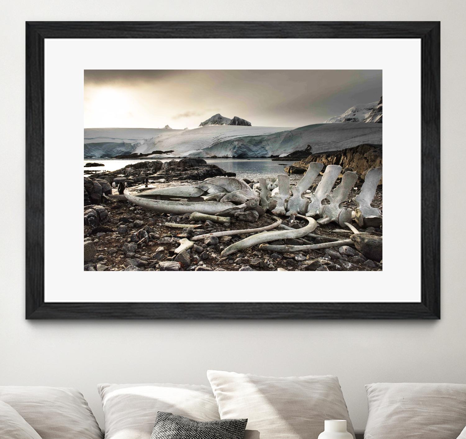 Whale skeleton at Jougla point, Antarctica by Nick Jackson on GIANT ART - grey photo art