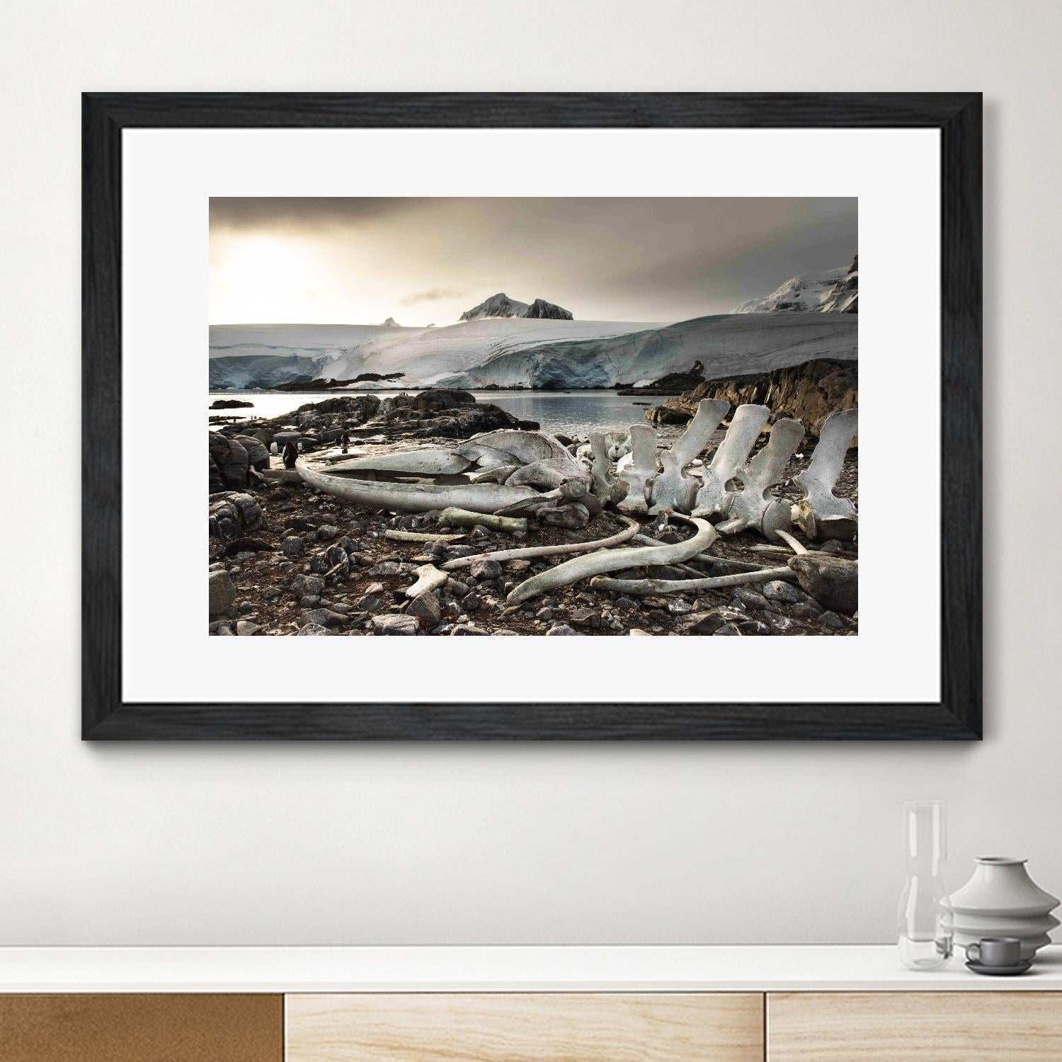 Whale skeleton at Jougla point, Antarctica by Nick Jackson on GIANT ART - grey photo art