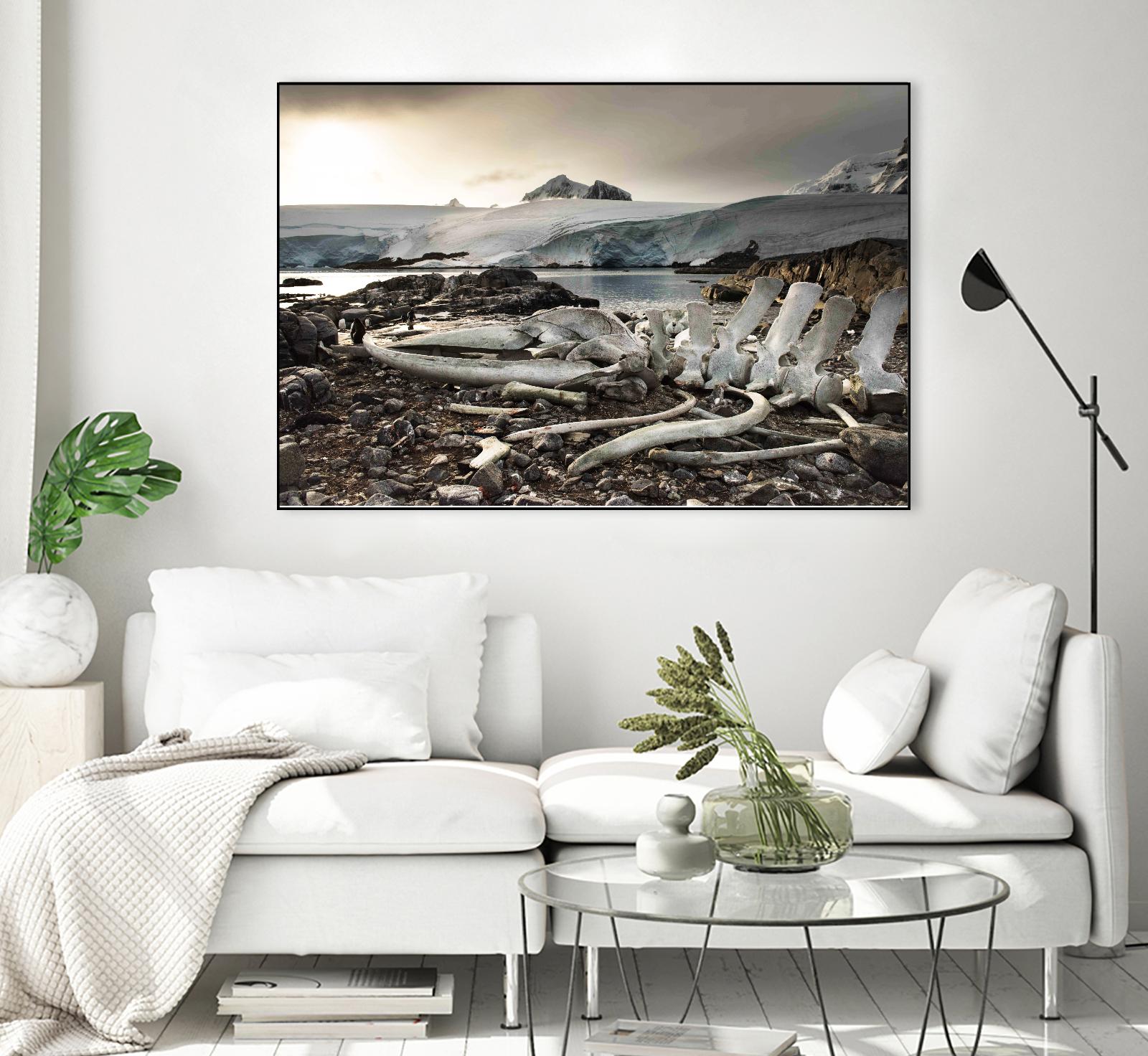 Whale skeleton at Jougla point, Antarctica by Nick Jackson on GIANT ART - grey photo art