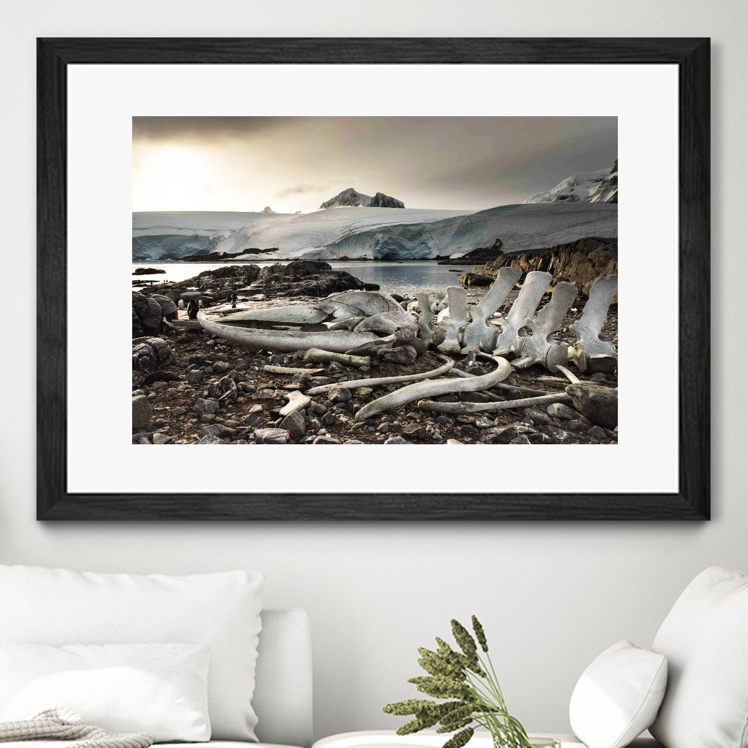 Whale skeleton at Jougla point, Antarctica by Nick Jackson on GIANT ART - grey photo art