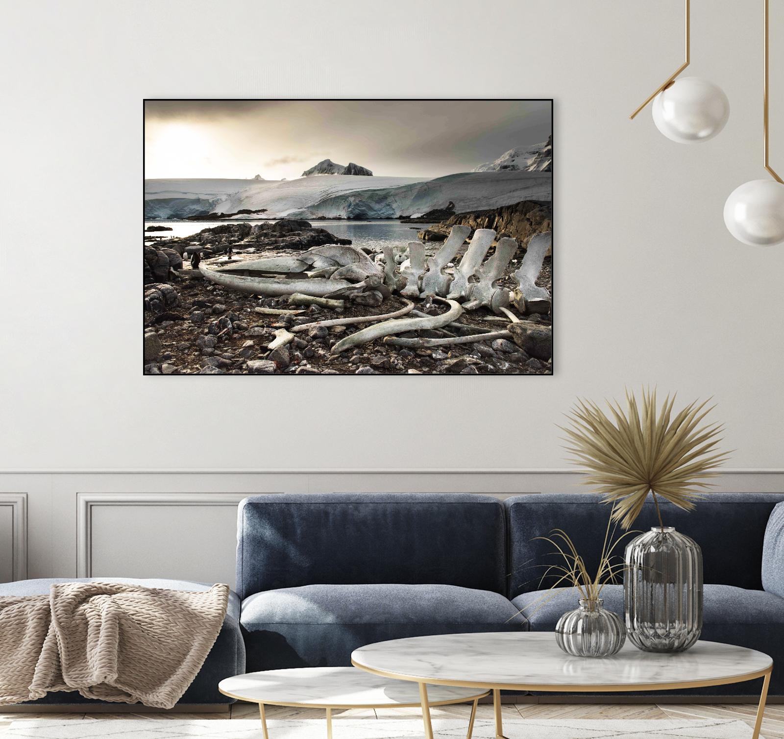 Whale skeleton at Jougla point, Antarctica by Nick Jackson on GIANT ART - grey photo art