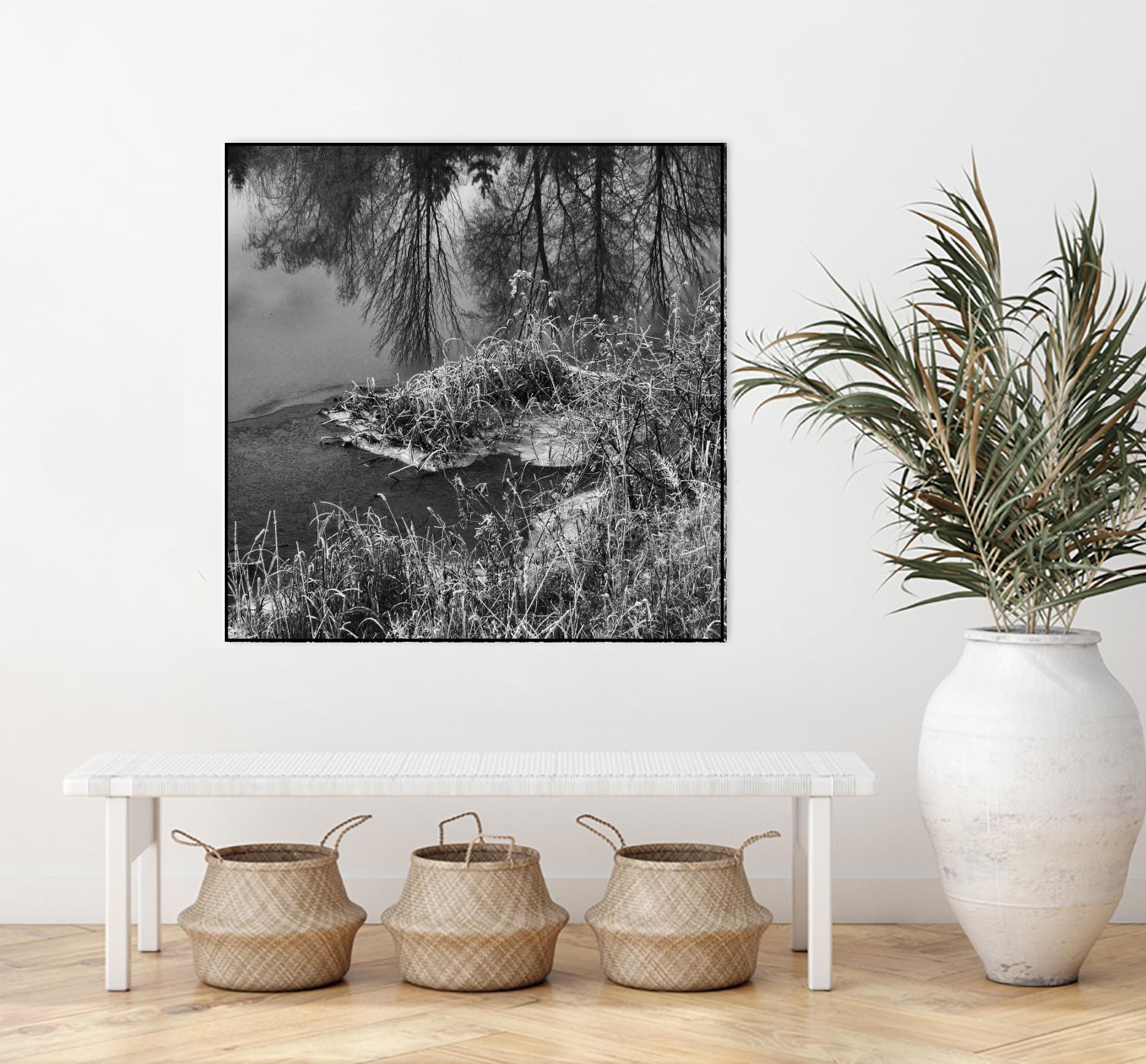 First Frost II by Jean-François Dupuis on GIANT ART - white black & white reflection