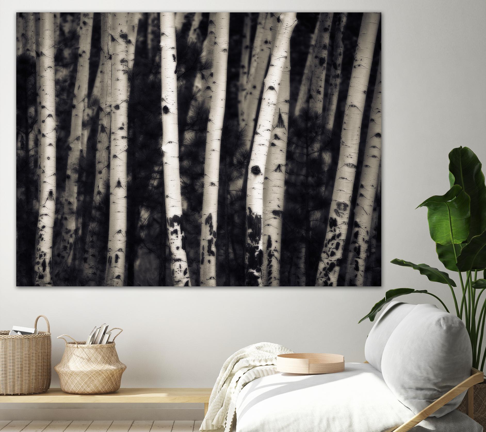 Birch Trees by Jamie Cook on GIANT ART - black landscape