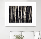 Birch Trees by Jamie Cook on GIANT ART - black landscape