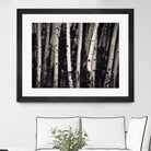 Birch Trees by Jamie Cook on GIANT ART - black landscape