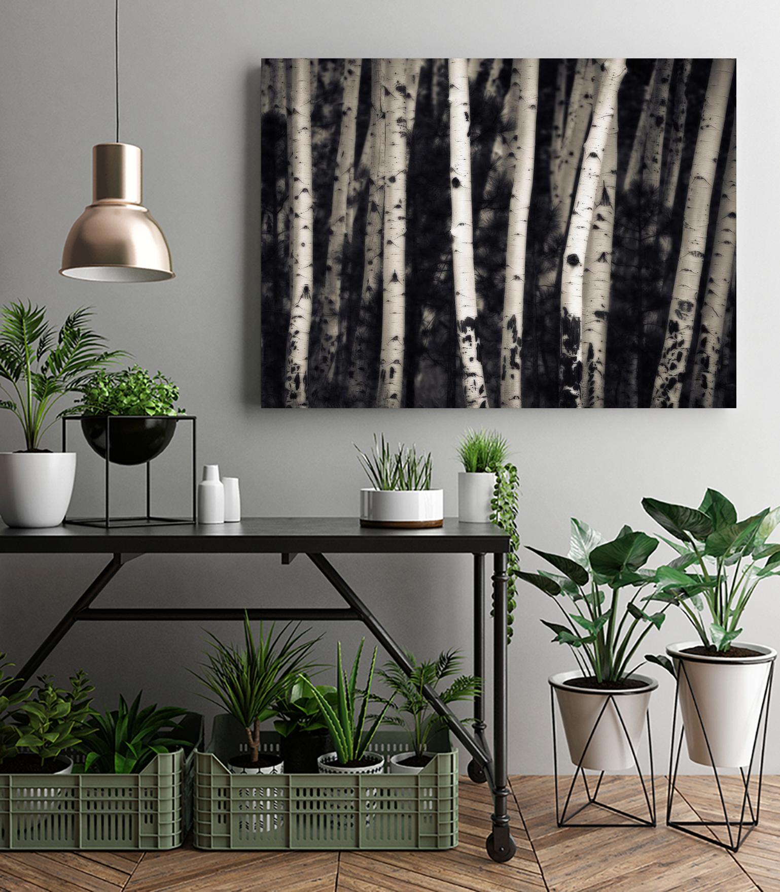 Birch Trees by Jamie Cook on GIANT ART - black landscape