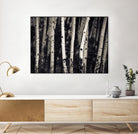 Birch Trees by Jamie Cook on GIANT ART - black landscape
