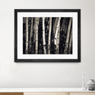 Birch Trees by Jamie Cook on GIANT ART - black landscape