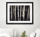 Birch Trees by Jamie Cook on GIANT ART - black landscape