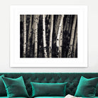 Birch Trees by Jamie Cook on GIANT ART - black landscape