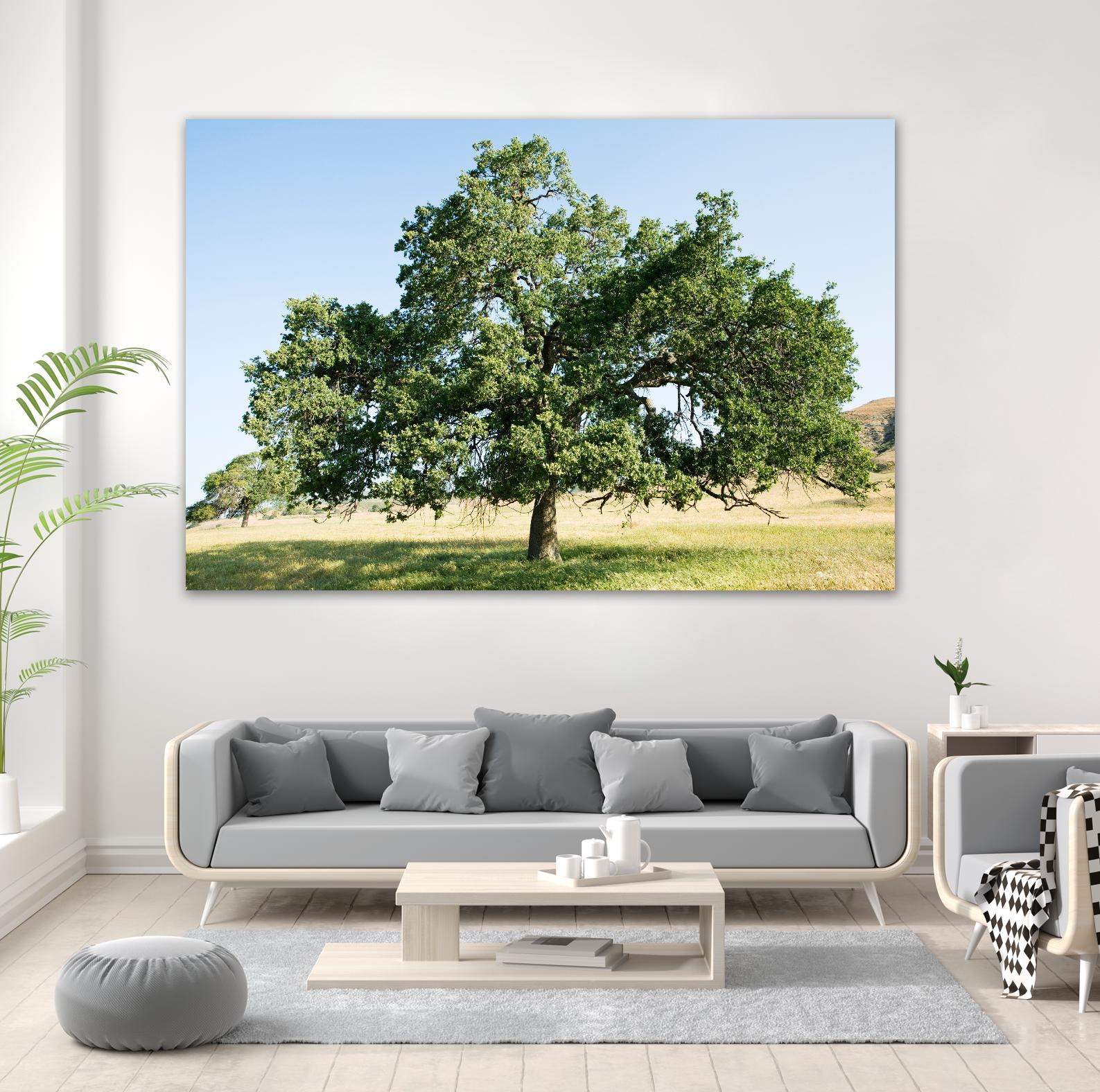 Strength by Acer Images on GIANT ART - blue trees