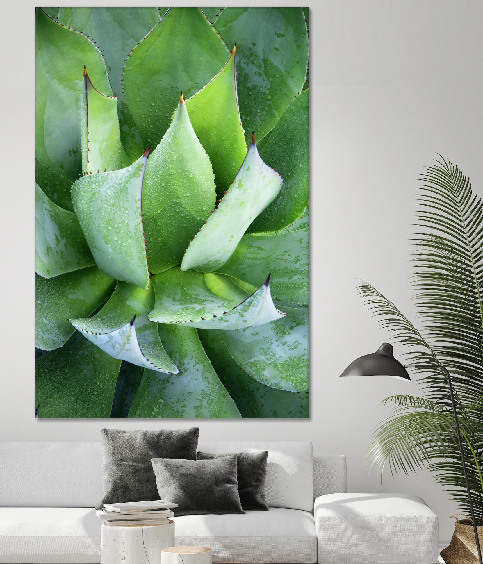 Yucca Study 1 by Acer Images on GIANT ART - green botany