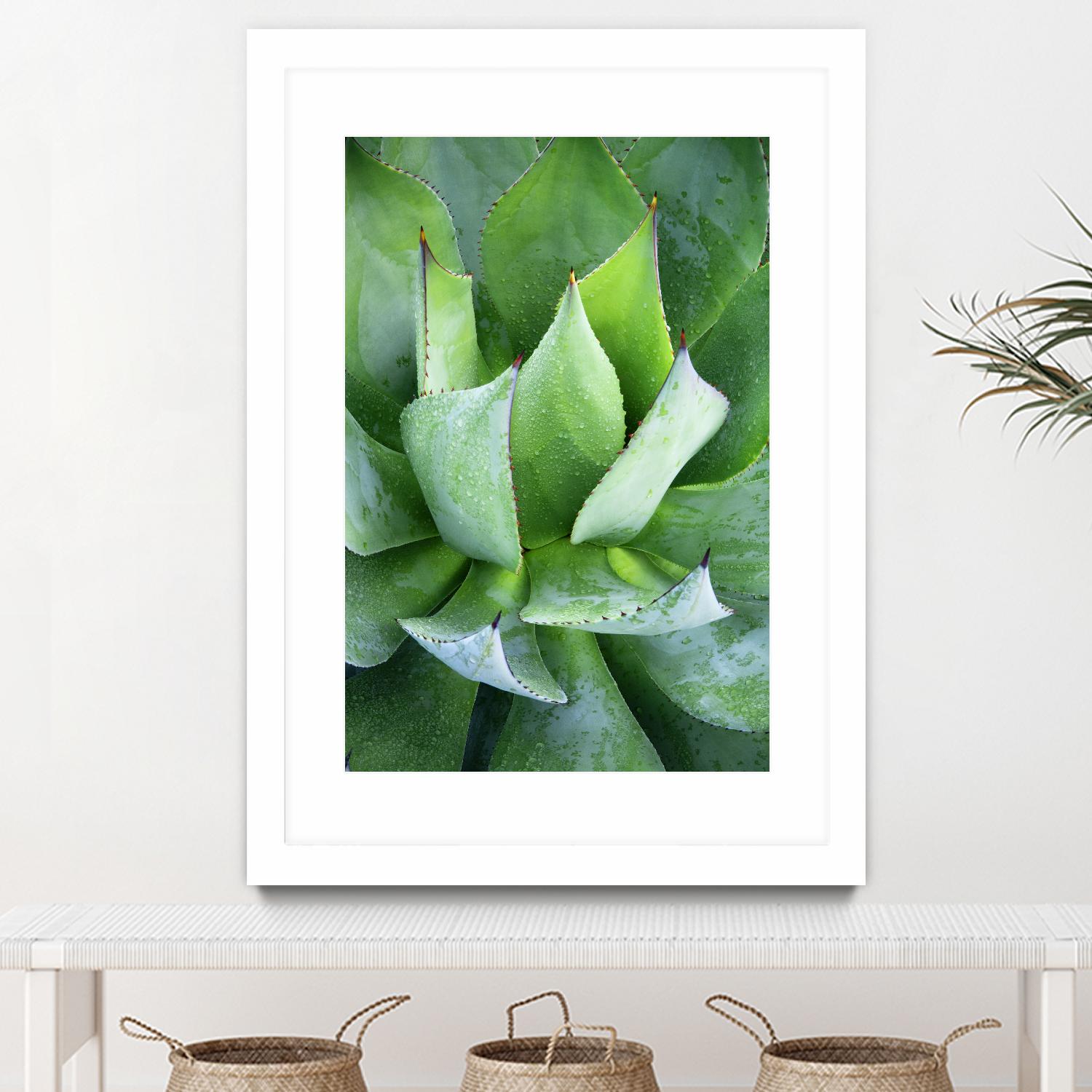 Yucca Study 1 by Acer Images on GIANT ART - green botany