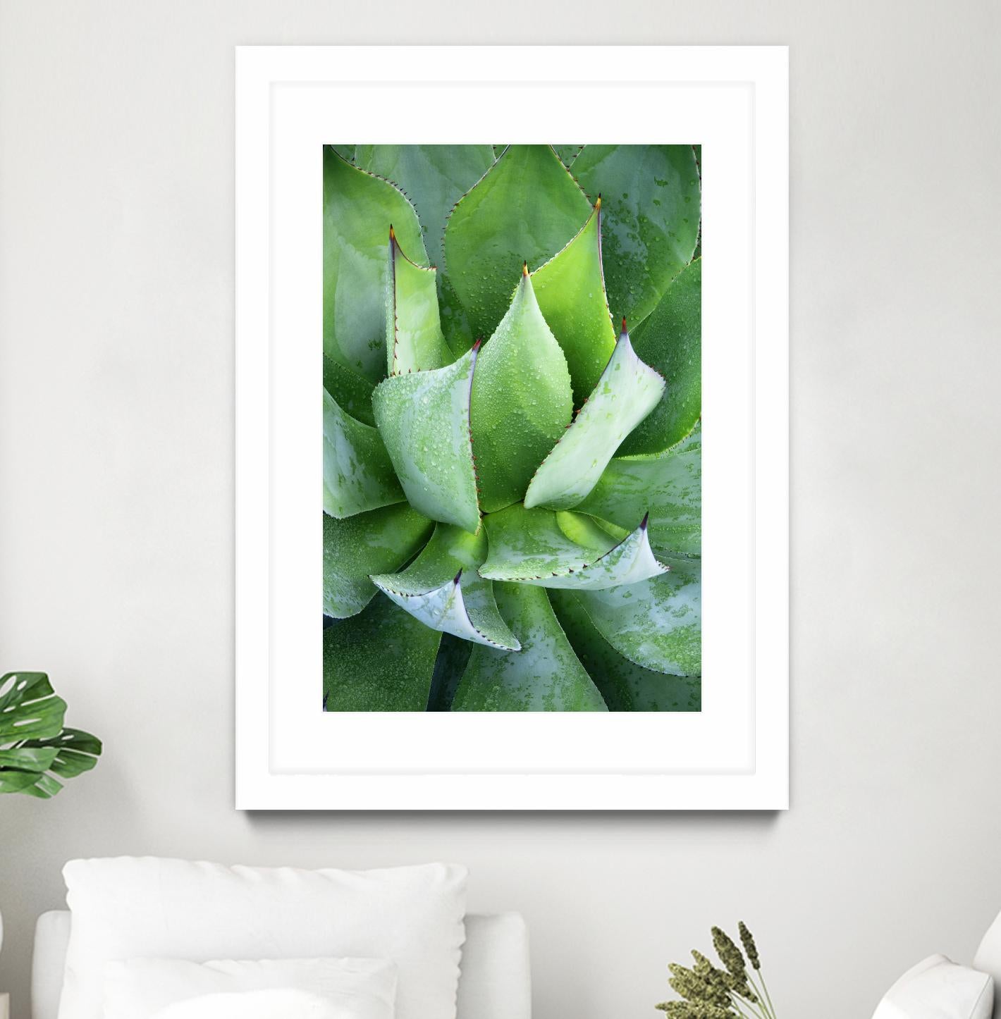 Yucca Study 1 by Acer Images on GIANT ART - green botany