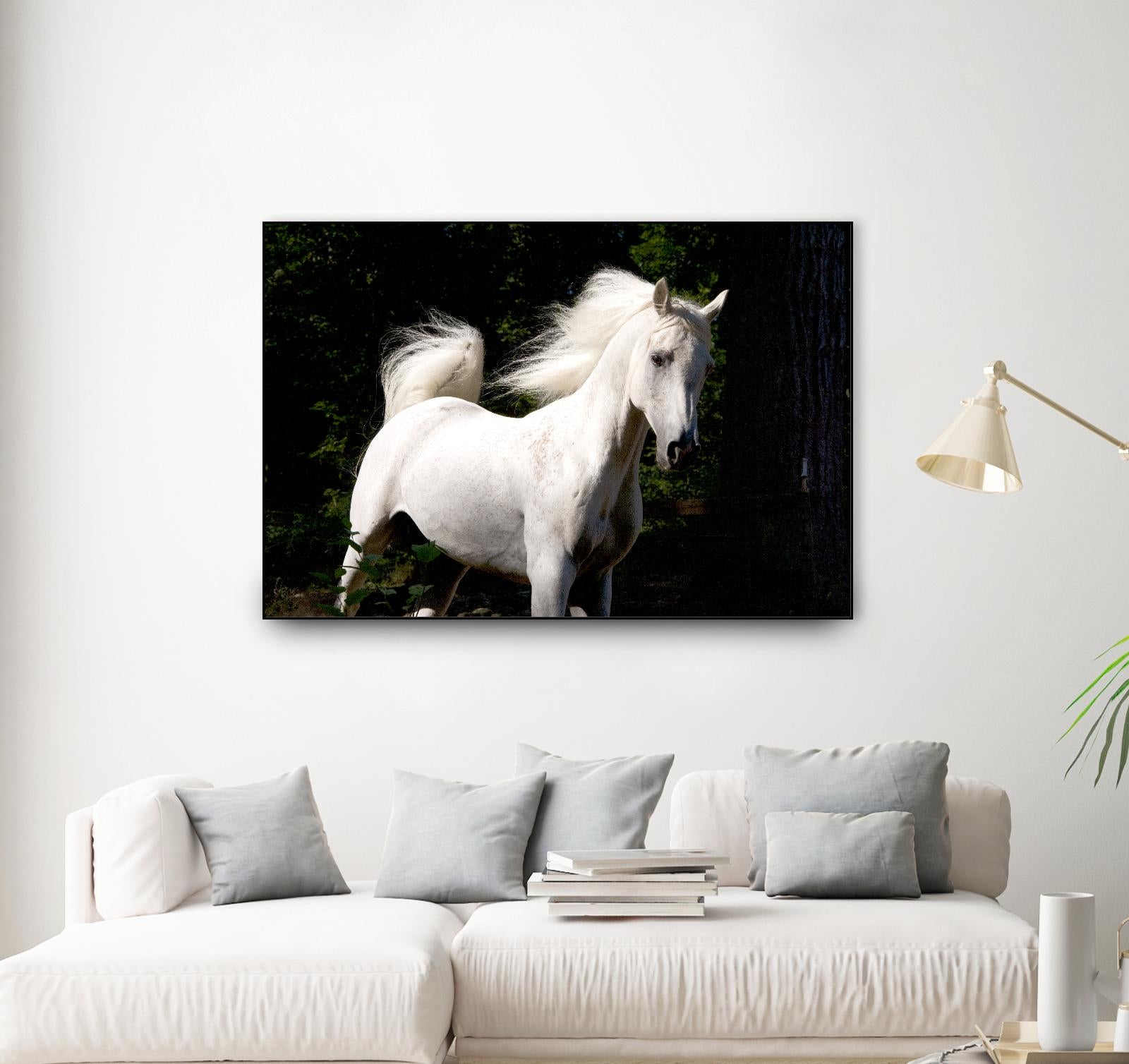 Candle 4 by Patrick Marshall on GIANT ART - black animals