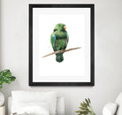 Bird 3 by Harvey, Brenna Harvey on GIANT ART - green animal bird