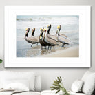 Pacific Cool IV Crop by Elizabeth Urquhart on GIANT ART - grey animals