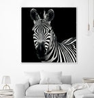 Zebra II by Debra Van Swearingen on GIANT ART - white animals