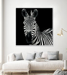 Zebra II by Debra Van Swearingen on GIANT ART - white animals