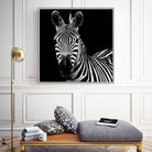 Zebra II by Debra Van Swearingen on GIANT ART - white animals