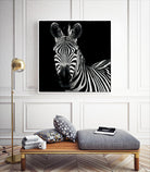 Zebra II by Debra Van Swearingen on GIANT ART - white animals