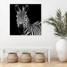 Zebra II by Debra Van Swearingen on GIANT ART - white animals