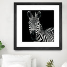 Zebra II by Debra Van Swearingen on GIANT ART - white animals