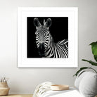 Zebra II by Debra Van Swearingen on GIANT ART - white animals